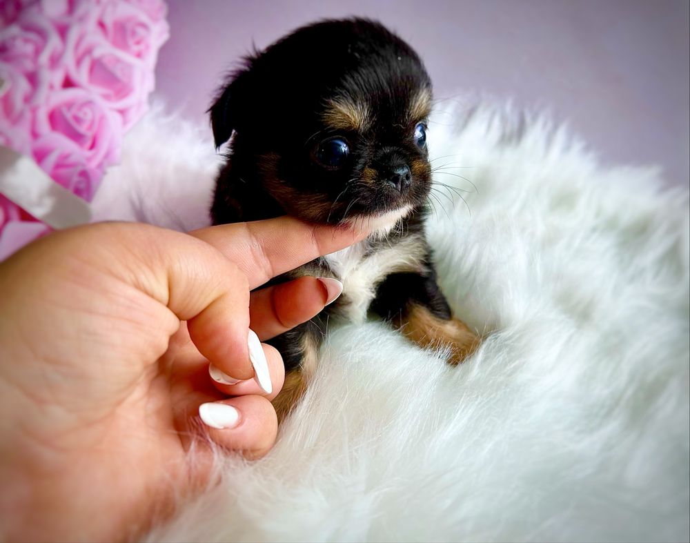 ***Xxs długowłosa laleczka chihuahua śliczna tri color dziewczynka***