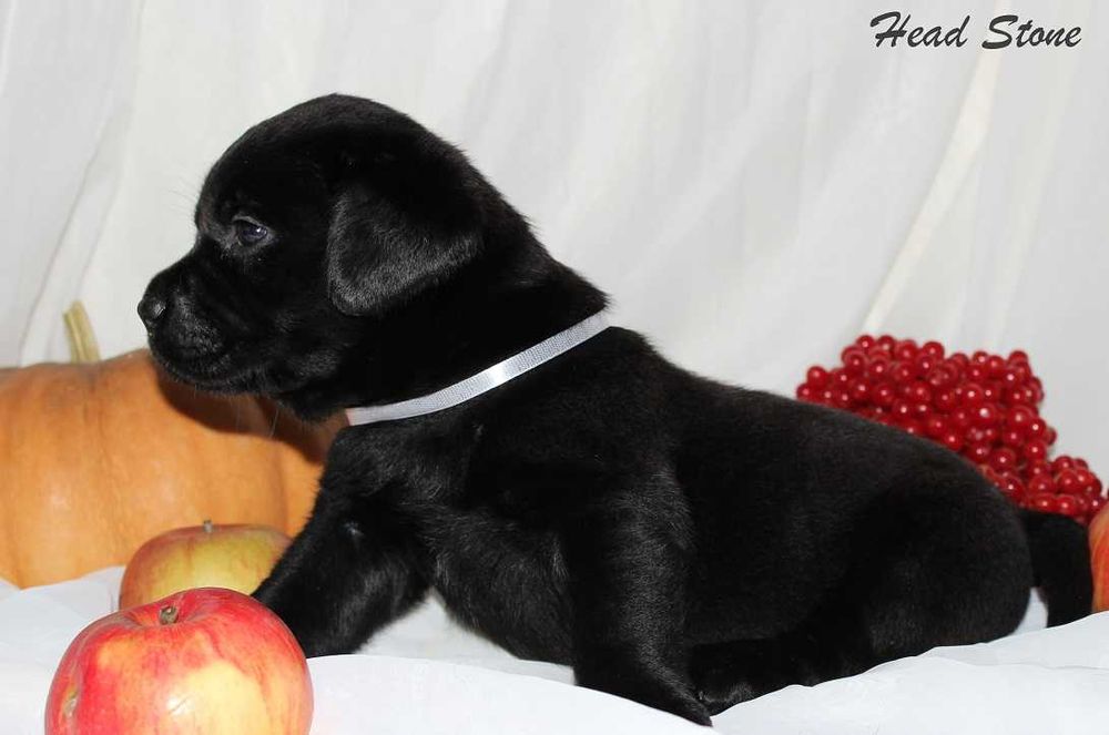 Питомник Лабрадор ретривер