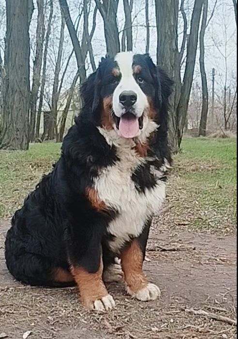 GOLDAWARD PRESTIGE. Мальчик с документами КСУ.