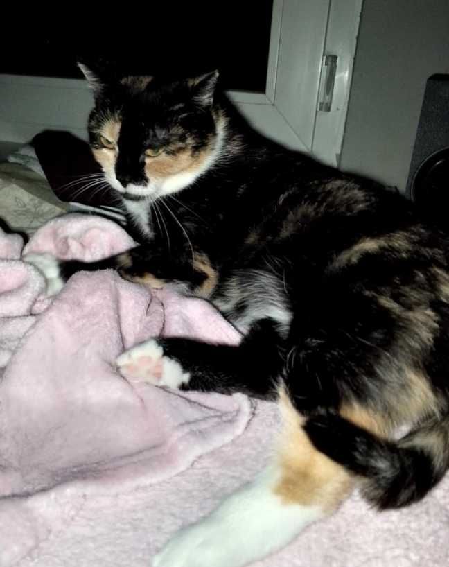 Wesoła, kochana i śliczna trikolorka poeca się do adopcji:)