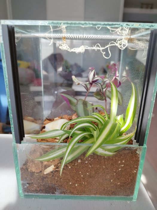 Terrarium tropikalne z wystrojem
