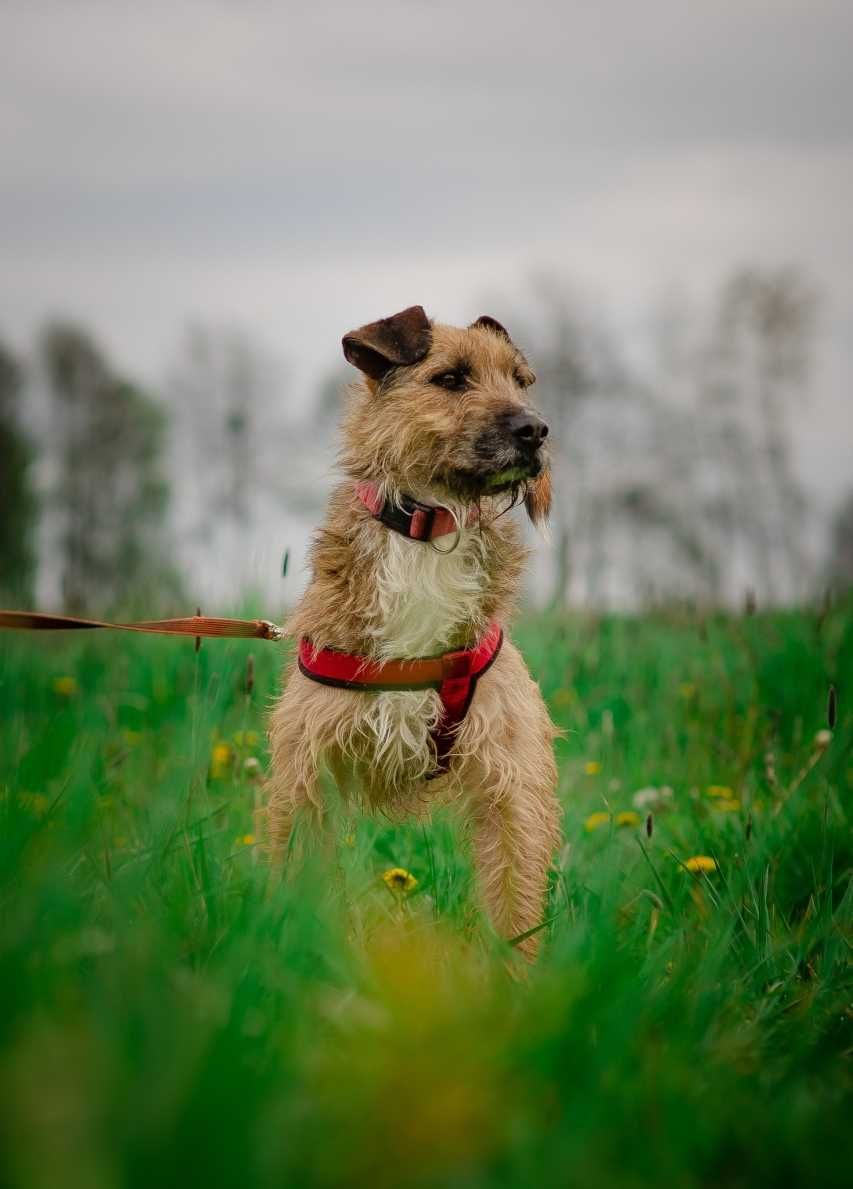 Benji - terrierowaty przystojniaczek czeka na wymarzony dom! :)