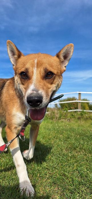 Cudowny Gazik szuka domu!