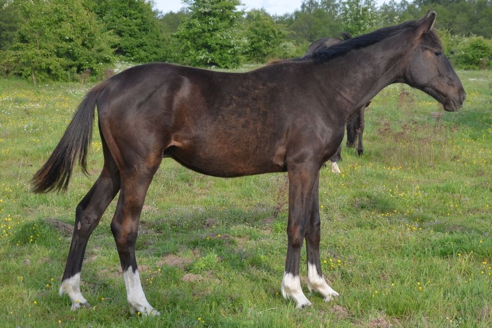 Ogierek kary Weksel, wlkp / Rezerwacja  do 25.06