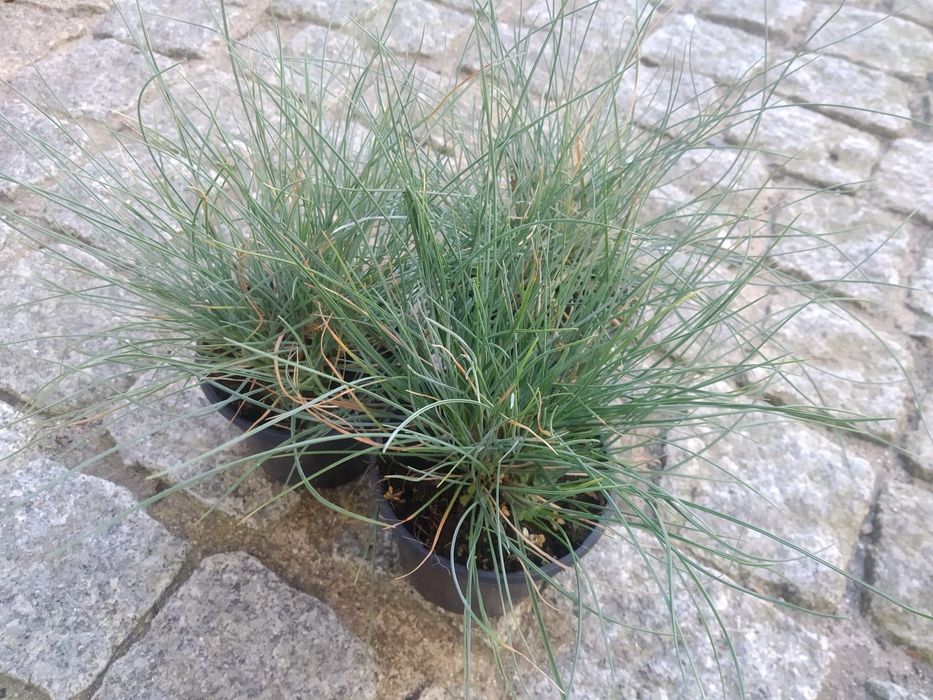 Plantas de cobertura Festuca, Erica e Grevilia