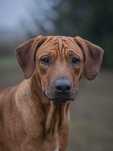 Rhodesian Ridgeback ZKwP/FCI
