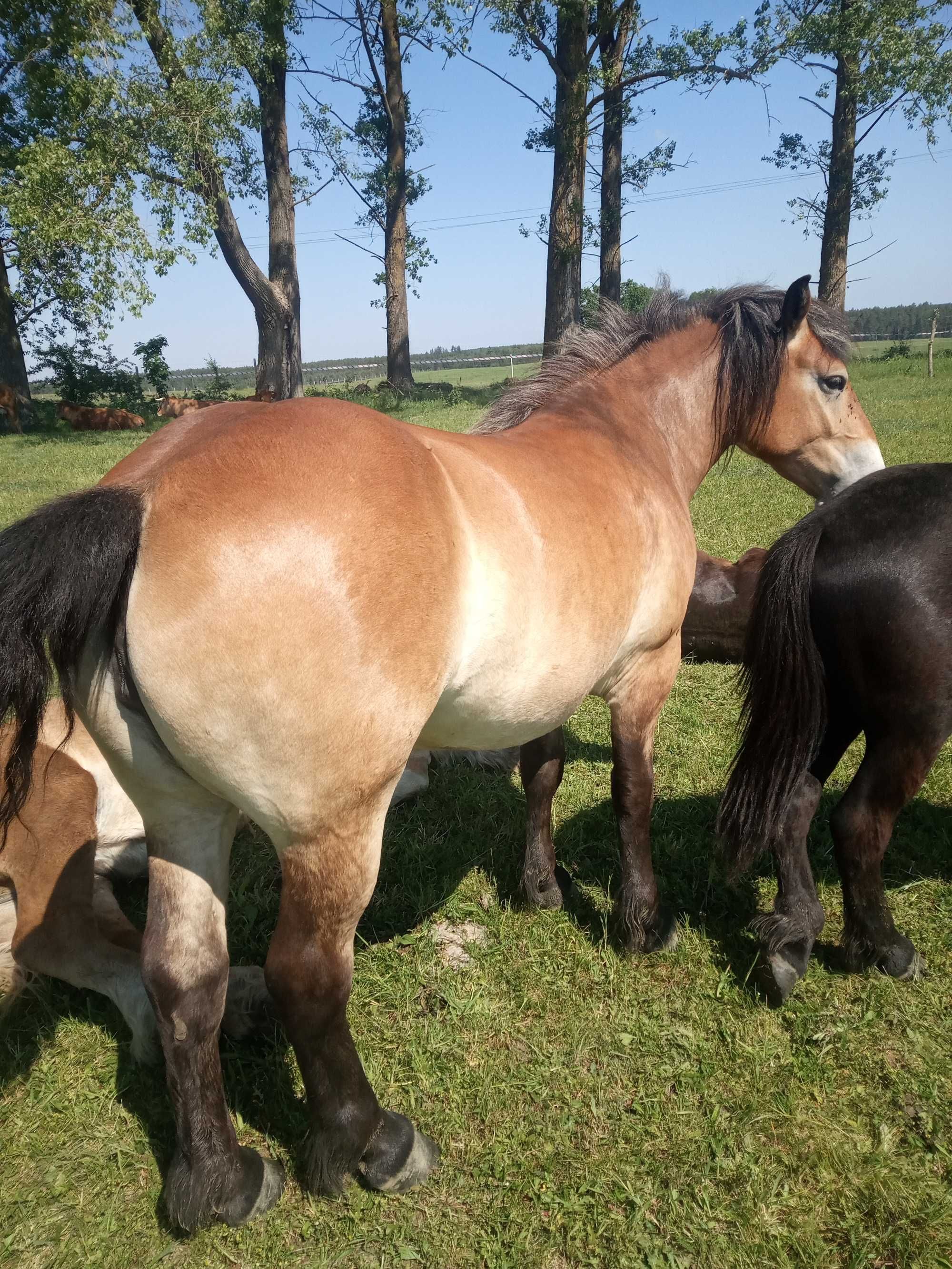 Sprzedam klacz haflinger