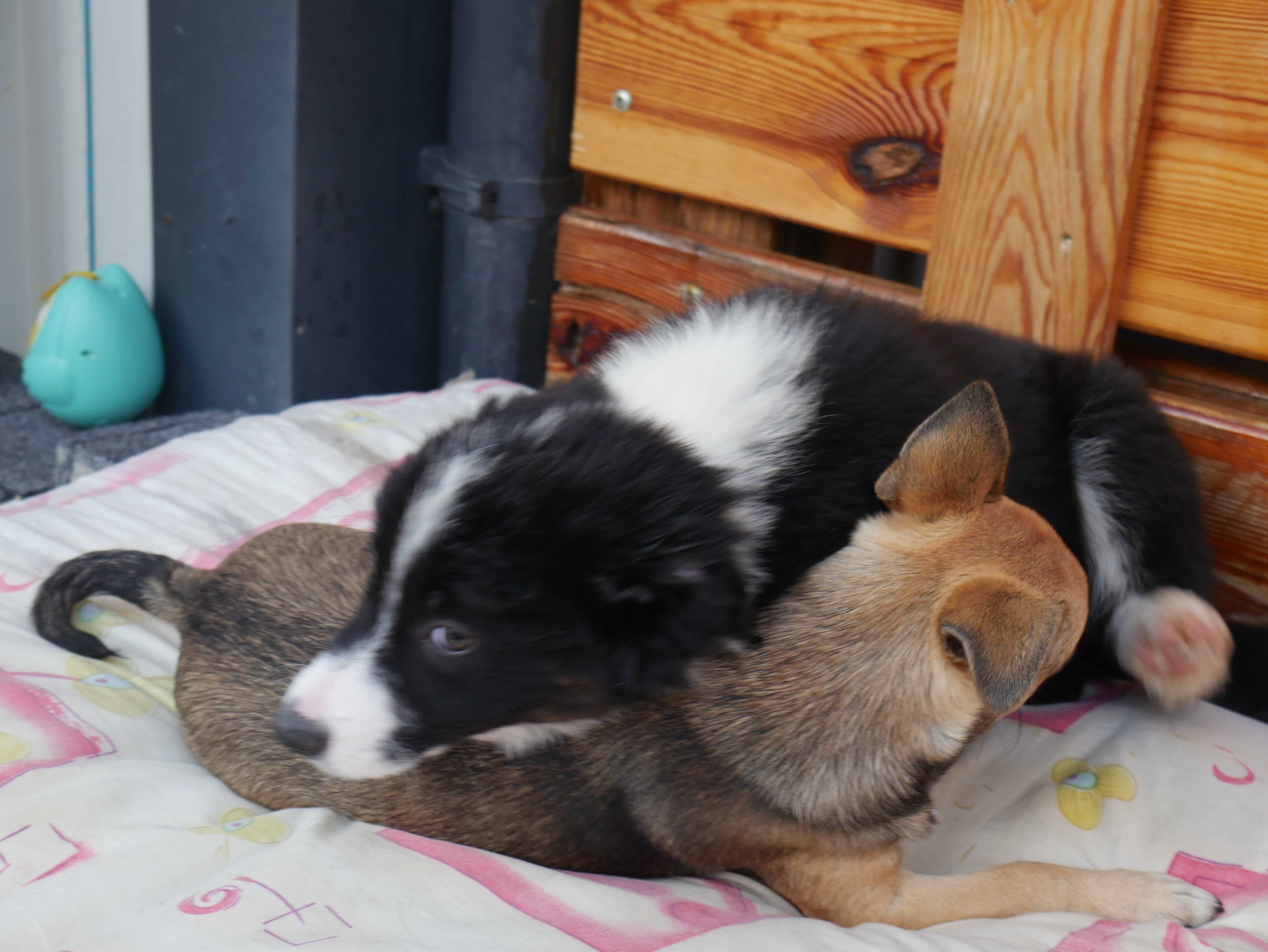 Border Collie - piesek