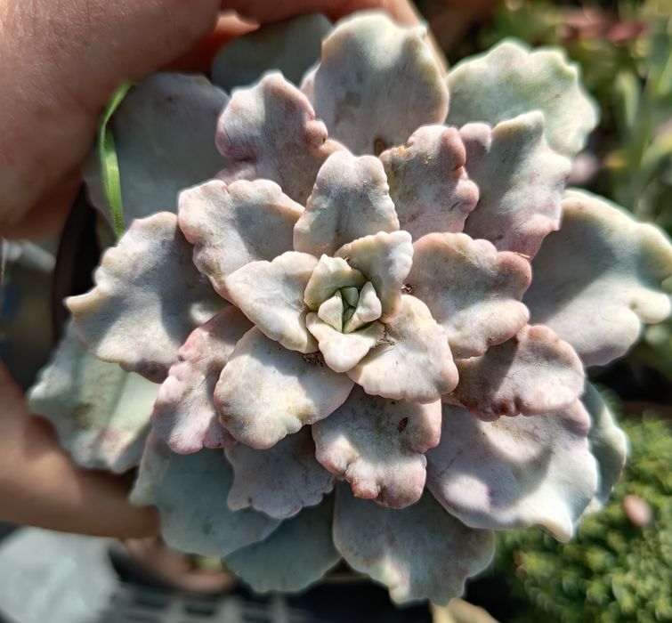 Suculentas em vaso 10 cm