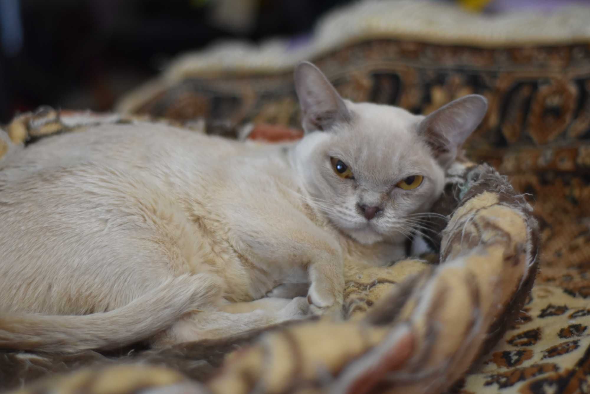 лиловая бурманская красавица кошка