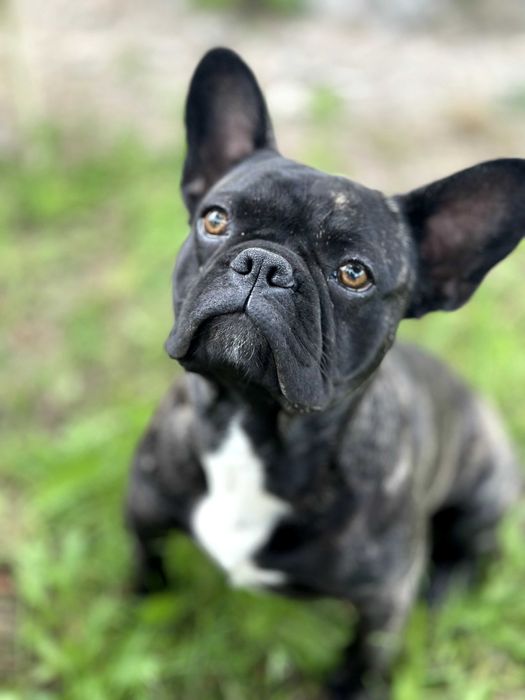 Продам французького бульдога хлопчик 1 рік