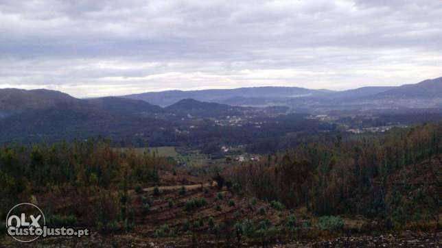 Coutada de Monte para plantações florestais - 16000 m2