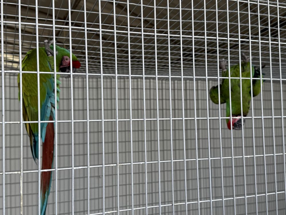 Casal Arara Militaris Reprodutor