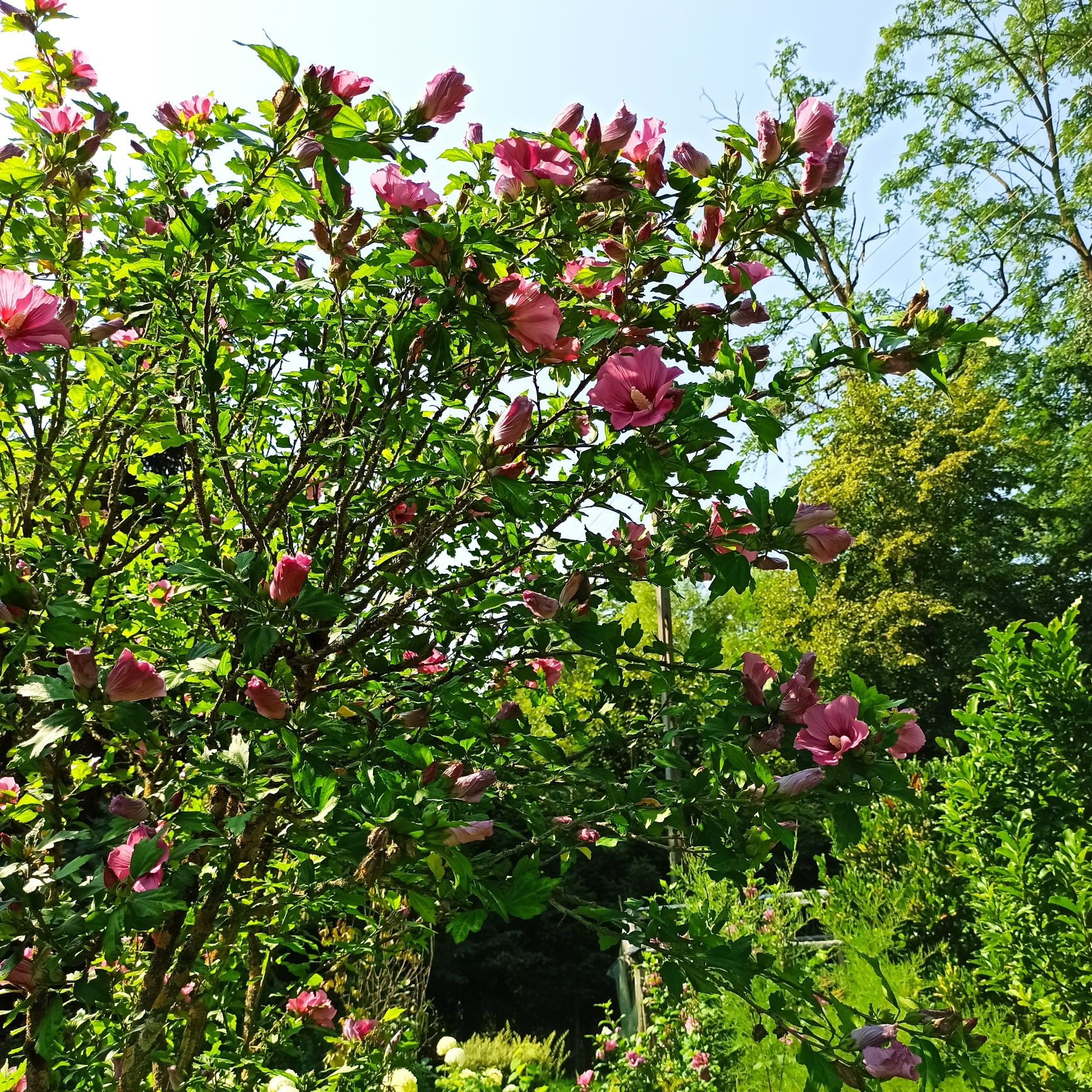 Hibiskus, ketmia, róża chińska, duże sadzonki!!!