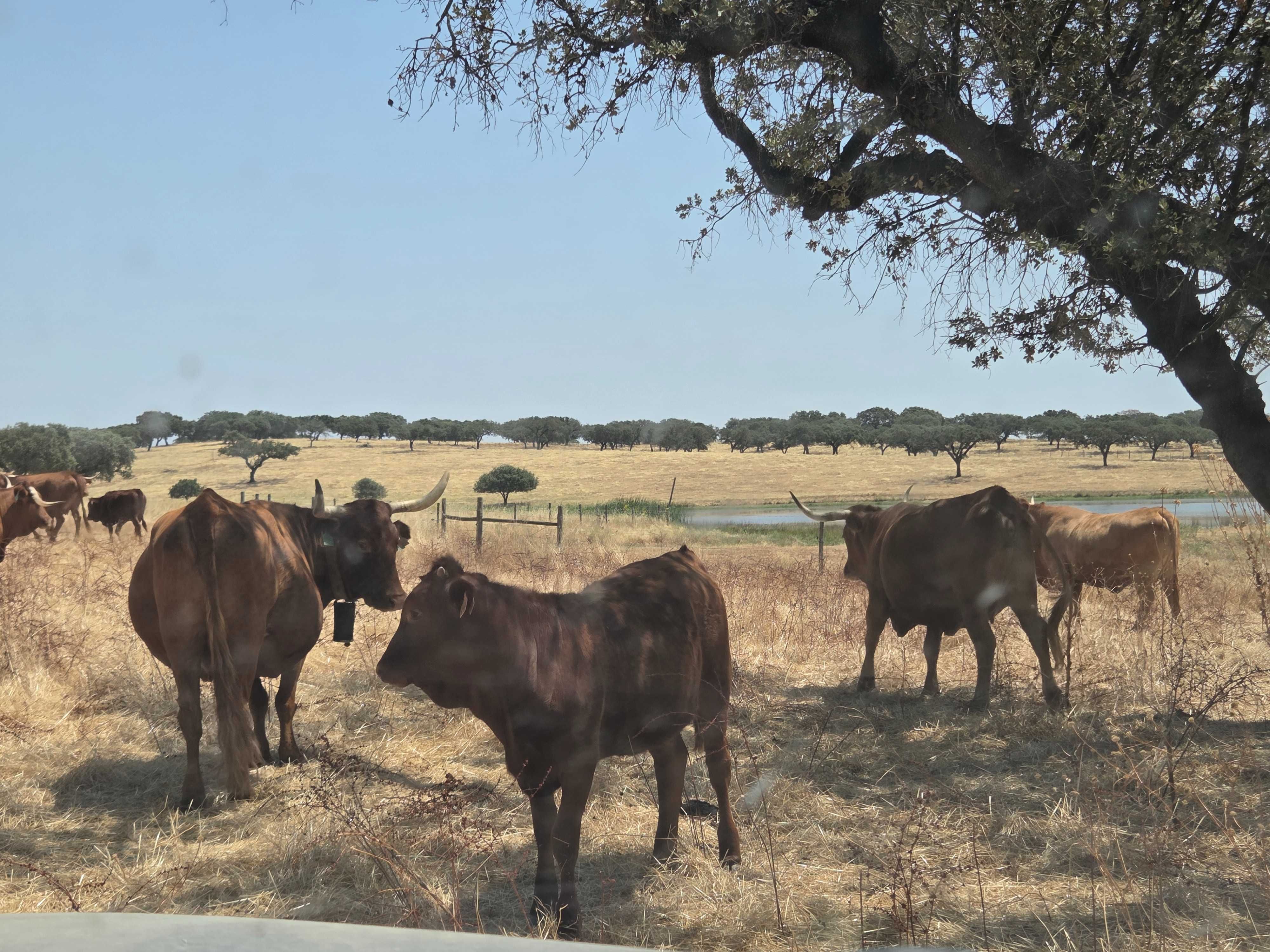 Novilhas de Raça Alentejana