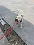 Labrador  (7m-cy)