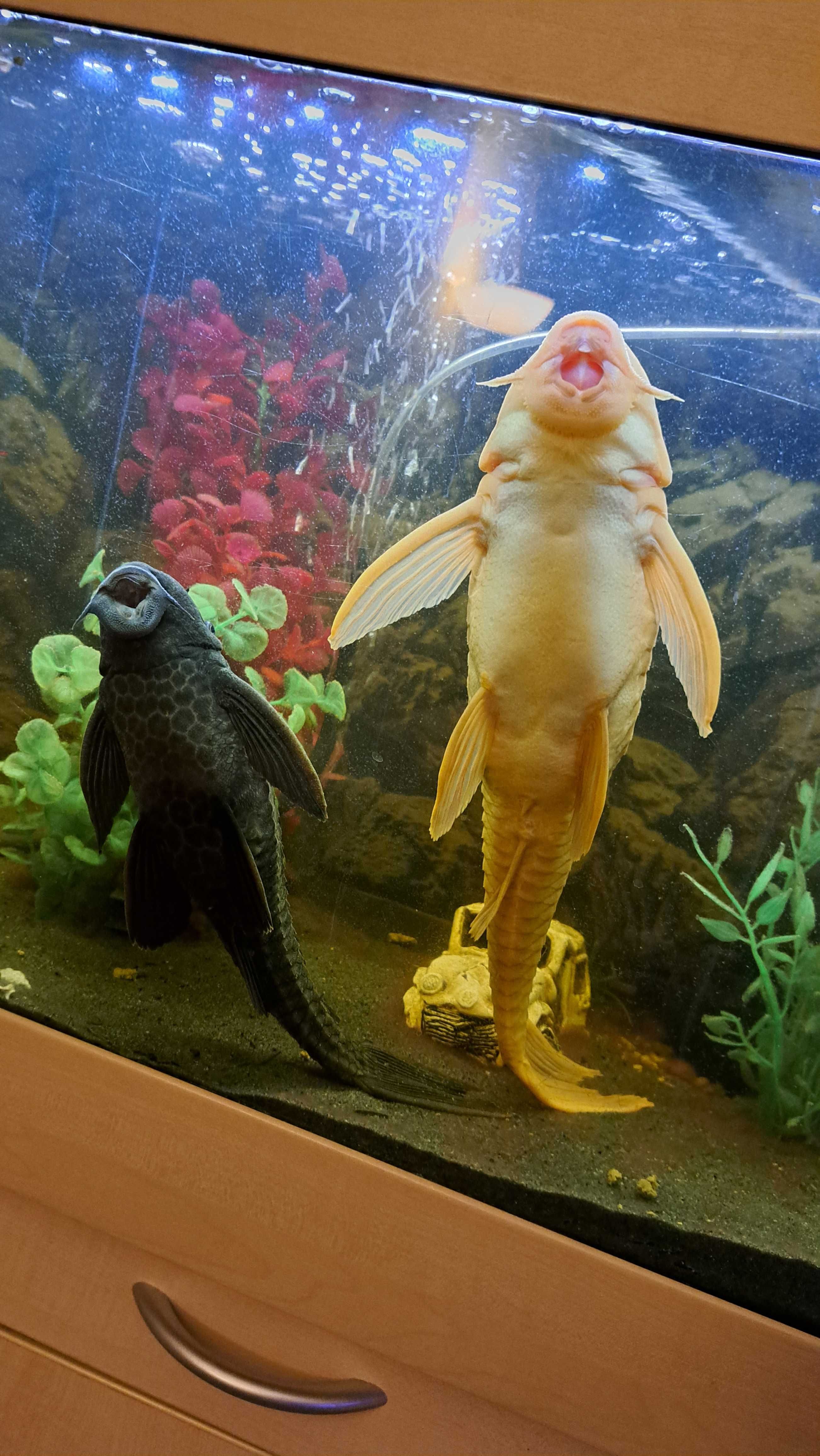 2x dorosłe plecostomus albinos gibiceps ODBIÓR TRZEBNICA