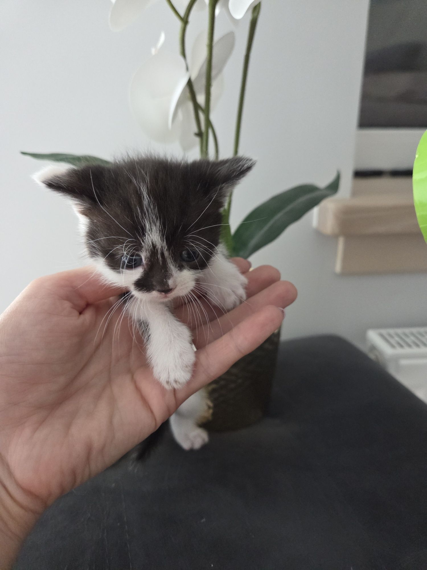 Кошеня дівчинка, 5 тижнів,   Київ