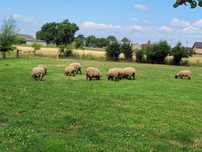 Owce suffolk, żywione ekologicznie
