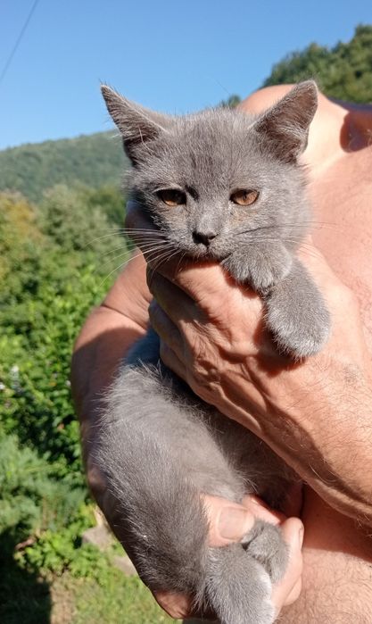Продам британців