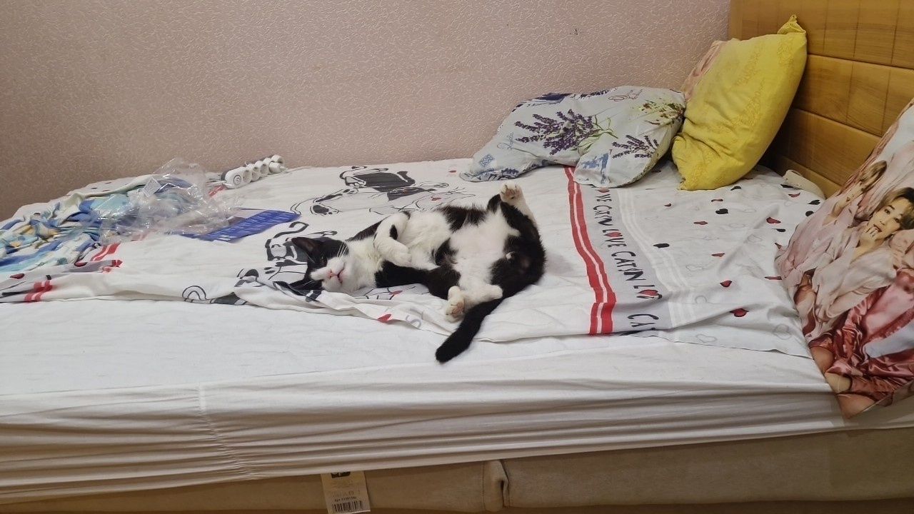 Котик в пошуках нової сім'ї