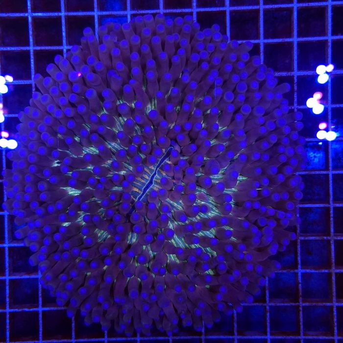 Heliofungia actiniformis XXL (20 cm średnica) WYSIWYG #3