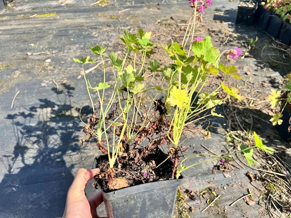 Bodziszek korzeniasty Różowy (Geranium macrorrhizum) Doniczka 2.0L