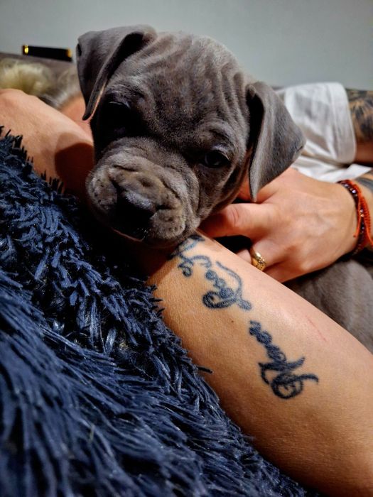 Szczeniak American Staffordshire Terrier (Amstaff).