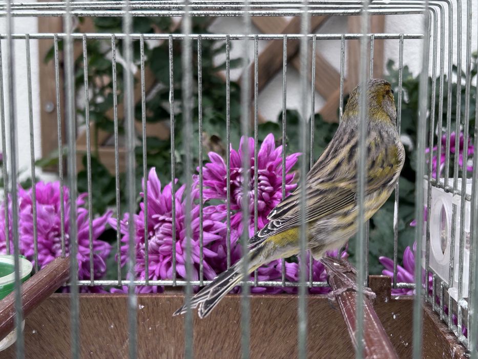 Vendo canário macho deste ano