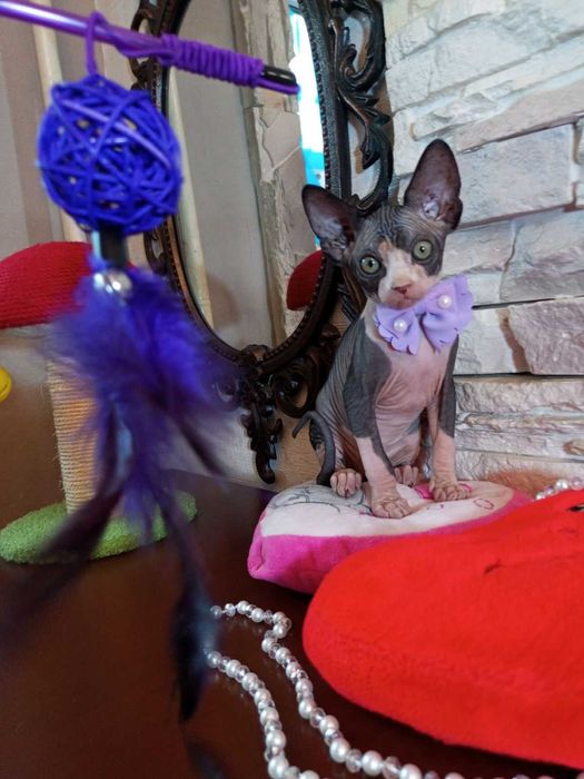 Продаються дуже гарні кошенята - канадські сфінкси .