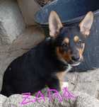 Cachorra Lassie Mix