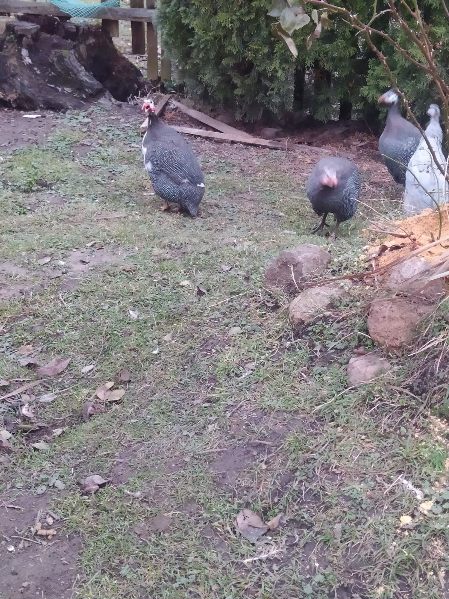 Продам цесарки крапчасті