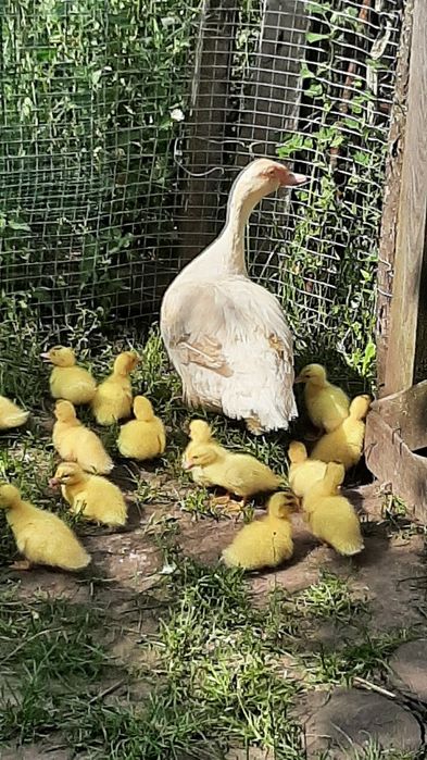 Продам  інкубаційні яйця німців