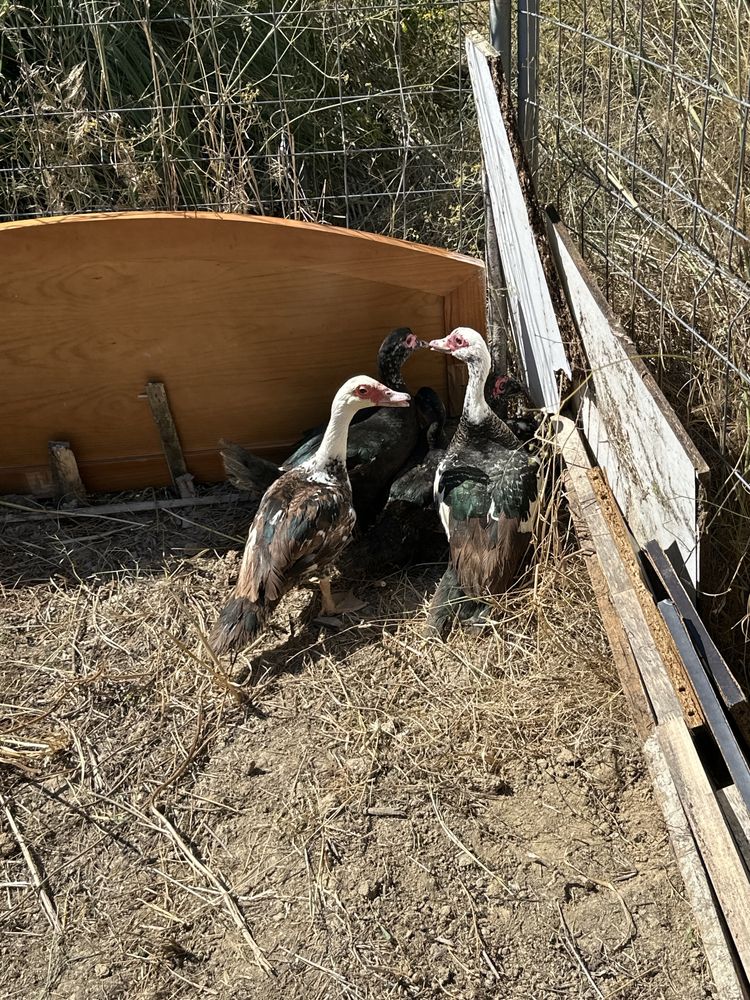 Patos mudos