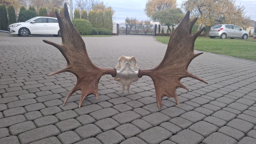 Poroże łosia, wieniec łosia