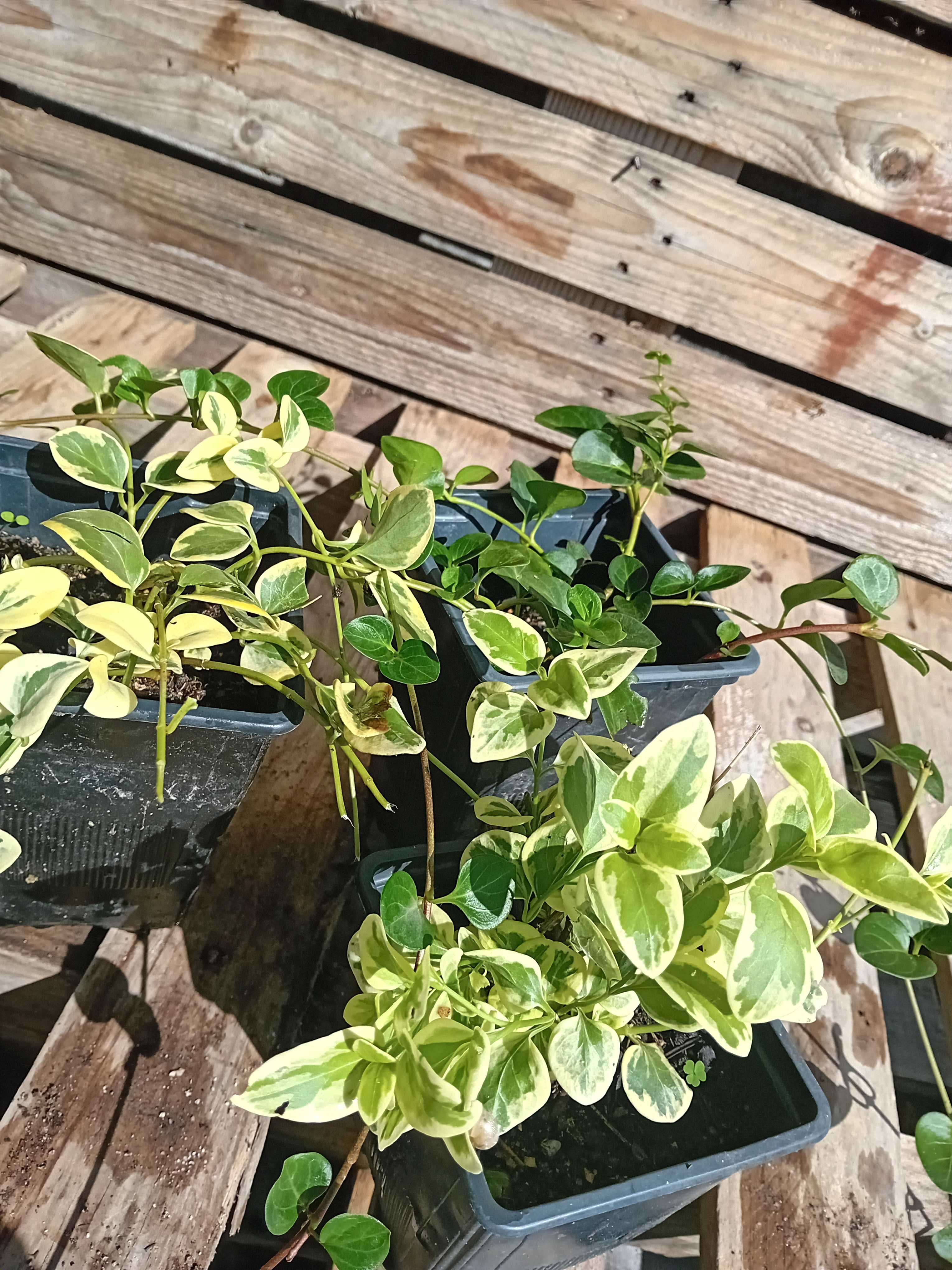 Plantas de Vinca variegada ou nao variegada