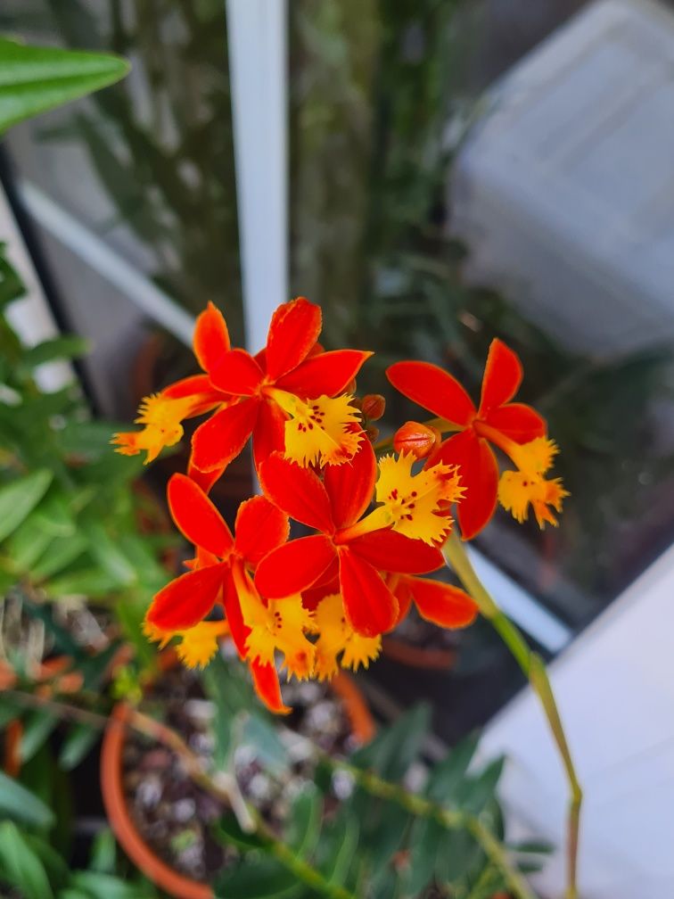 Epidendrum radicans - Planta Envasada