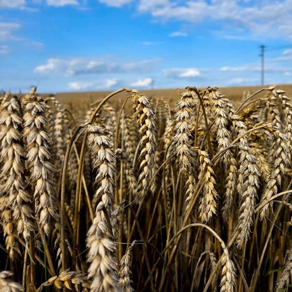 Pszenica jara i zimowa