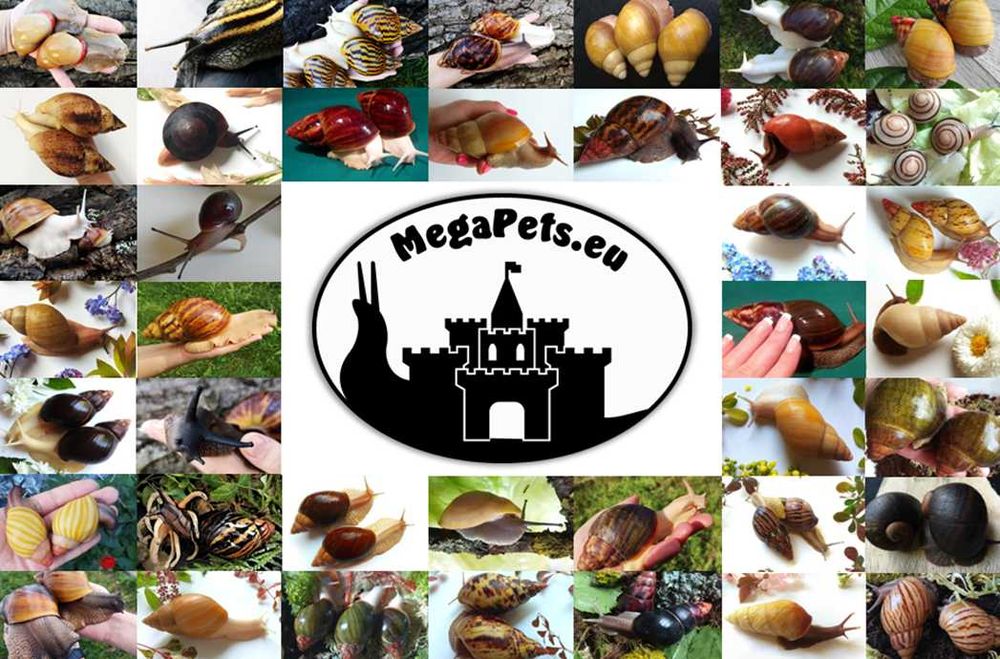 Podłoże kokosowe Torf Premium dla ślimaków Achatina Lissachatina