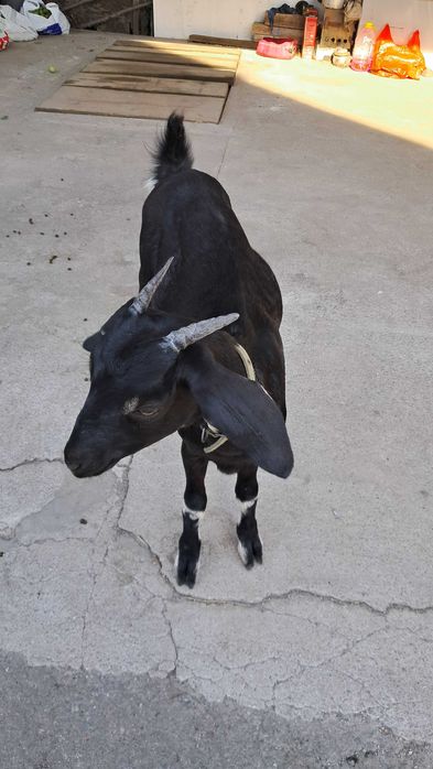 Козочка козеня дівчинка папа нубиец, мама высокодойная чешская бурая