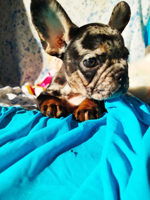 Щенки французского бульдога