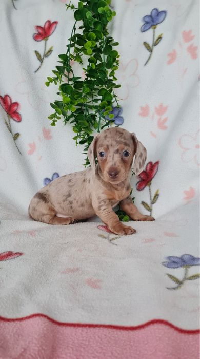 Teckel Arlequim Isabella mini mini kanichen de Qualidade