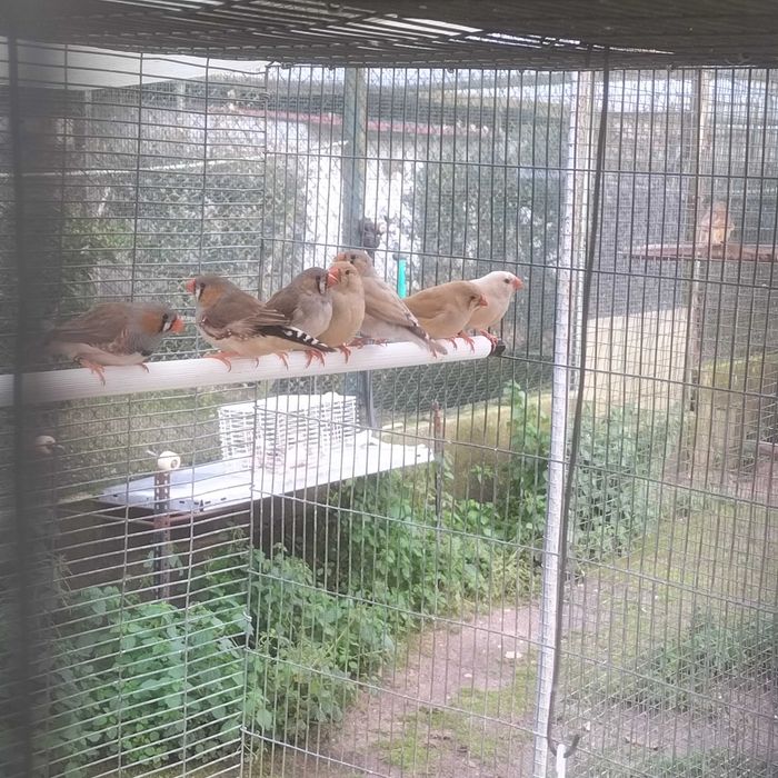 Venda Diamante Mandarins Gigantes