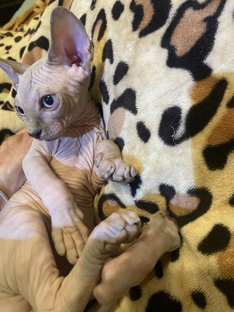 Sphynix super top olhos azuis macho