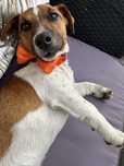 Pies Jack Russel Terier krycie