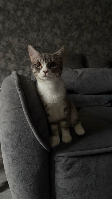 Кіт Айсік шукає свою сім’ю