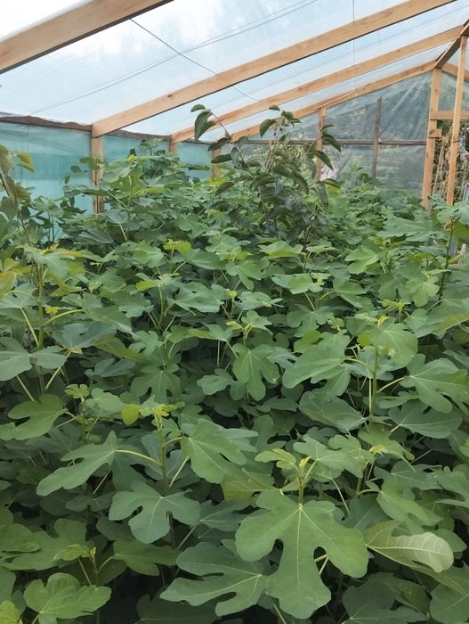 ИНЖИР САЖЕНЦЫ), ПРОДАМ,хурма, киви, гранат, фисташка,