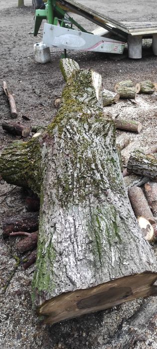 Orzech włoski pień