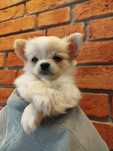 Chihuahua po CHPL z rodowodem ZKwP FCI