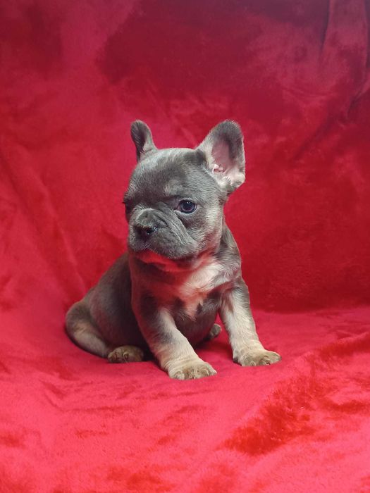 Bulldog francês macho cor Blue And Tan